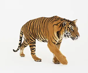 Tiger (Panthera Tigris) walking forwards, side view #9480503 Tiger (Panthera Tigris) walking forwards, side view #9480503