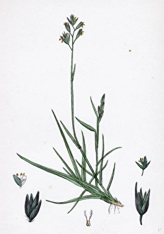Triodia decumbens, Decumbent Heath-grass Triodia decumbens, Decumbent Heath-grass
