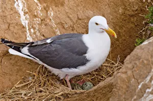 USA, California, California Gull (Larus californicus) standing on nest above eggs in nest USA, California, California Gull (Larus californicus) standing on nest above eggs in nest