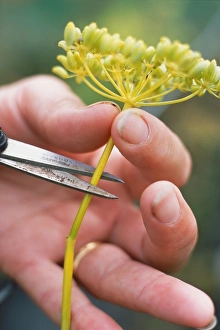 Using garden scissors to remove fennel flowerhead containing seeds Using garden scissors to remove fennel flowerhead containing seeds