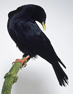 Side view of an Alpine Chough, perched on a branch, with its head turned Side view of an Alpine Chough, perched on a branch, with its head turned