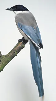 Side view of an Azure-Winged Magpie, perched on a branch, showing its short, blue wings Side view of an Azure-Winged Magpie, perched on a branch, showing its short, blue wings