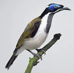 Side view of a Blue-Faced Honeyeater, perching on a branch, with head in profile Side view of a Blue-Faced Honeyeater, perching on a branch, with head in profile