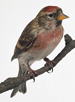 Front view of a Common Redpoll, perching on a narrow branch Front view of a Common Redpoll, perching on a narrow branch