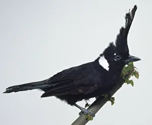 Side view of a Crested Jay, perched on a branch, showing its flat-fronted head crest Side view of a Crested Jay, perched on a branch, showing its flat-fronted head crest