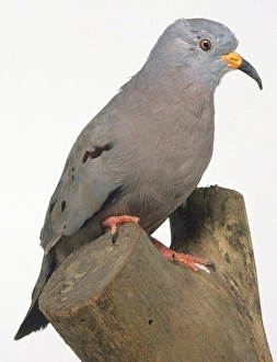 Croaking Ground Dove Croaking Ground Dove