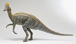 Side view of Grey Corythosaurus Dinosaur Side view of Grey Corythosaurus Dinosaur