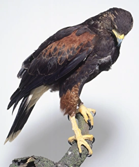Side view of a Harris's Hawk, Parabuteo unicintus, perched on a branch with its head Side view of a Harris's Hawk, Parabuteo unicintus, perched on a branch with its head