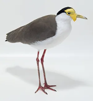 Side view of a Masked Lapwing with head in profile, showing the brown upper body Side view of a Masked Lapwing with head in profile, showing the brown upper body