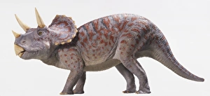 Side on view model of a triceratops Side on view model of a triceratops