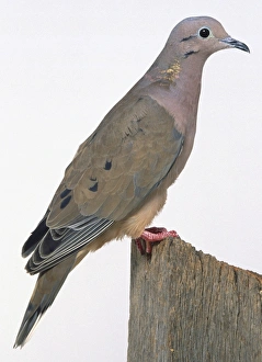 Side view of a Mourning Dove, perching on a wooden post, with head in profile Side view of a Mourning Dove, perching on a wooden post, with head in profile
