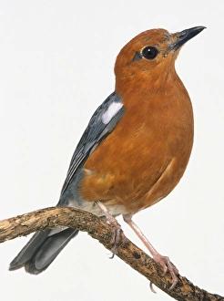 Front side view of a Orange-Headed Thrush, perched on a thin branch Front side view of a Orange-Headed Thrush, perched on a thin branch