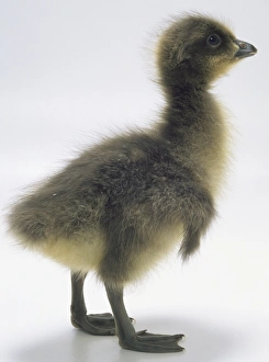 Side view of a two-day-old gosling of the Red-Breasted Goose Side view of a two-day-old gosling of the Red-Breasted Goose