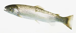 Side view of two-year-old Rainbow Trout, Oncorhynchus mykiss Side view of two-year-old Rainbow Trout, Oncorhynchus mykiss