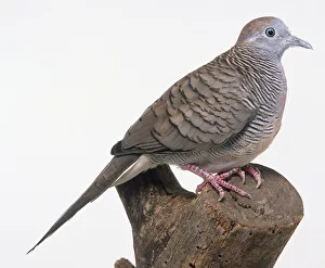 Side view of a Zebra Dove, perching on a tree stump, showing the plump body Side view of a Zebra Dove, perching on a tree stump, showing the plump body