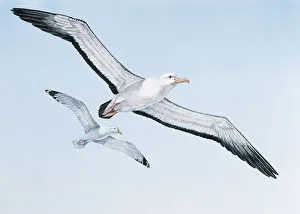 Wandering albatross (Diomedea Exulans) and a yellow-legged gull (Larus Michahellis) flying Wandering albatross (Diomedea Exulans) and a yellow-legged gull (Larus Michahellis) flying