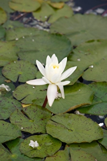 Waterlily at the Holocaust Memorial Waterlily at the Holocaust Memorial