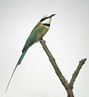 White-Throated Bee-Eater (Merops albicollis) perched on a branch White-Throated Bee-Eater (Merops albicollis) perched on a branch