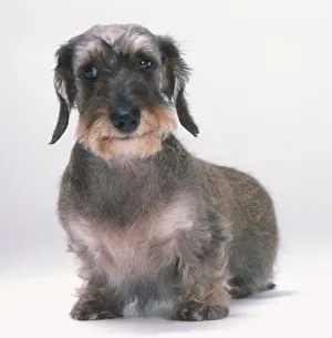 Wire-haired Miniature Dachshund (Canis familiaris) showing strong, prominent eyebrows Wire-haired Miniature Dachshund (Canis familiaris) showing strong, prominent eyebrows