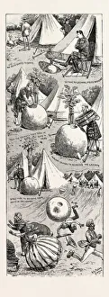 Wonders In Botany: The Story Of The Growth Of Some Giant Radishes Wonders In Botany: The Story Of The Growth Of Some Giant Radishes