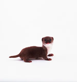 Small Mammal Images Prints: Young weasel