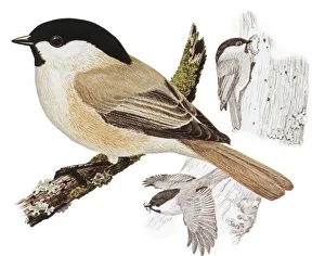 Zoology: Birds, Willow Tit (Poecile montanus), illustration Zoology: Birds, Willow Tit (Poecile montanus), illustration