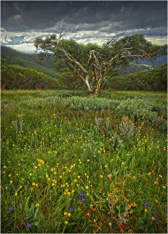 Alpine Summer in the High Country near Mansfield, Victoria Alpine Summer in the High Country near Mansfield, Victoria