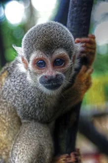 Travel/mariusz kluzniak/amazon small monkey looking camera close Travel/mariusz kluzniak/amazon small monkey looking camera close