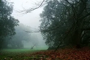 Mystical Forest Atmosphere Prints: Arbor Day