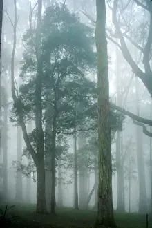 Prints of The land of the natural giants Images Dated 2014 July: Arbor Day Print - The Land of the Natural Giants