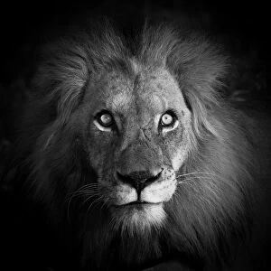 Images Dated 23rd June 2015: Artistic portrait of a majestic male lion, looking at camera, black and white