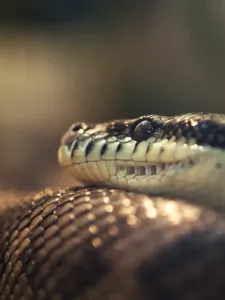 Carpet Python Print, Australian Snake