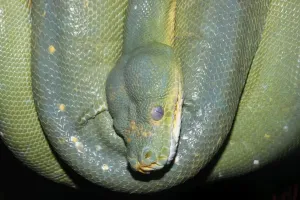 Australian Snakes Prints: Green python