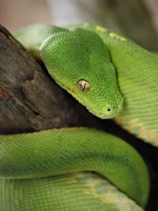 Australian Snakes Prints: Green Tree Python