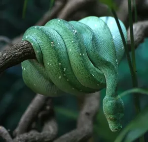 Green Tree Python Print - New Guinea and Eastern Australia Snake