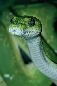 Australian Snakes Prints: Green tree python