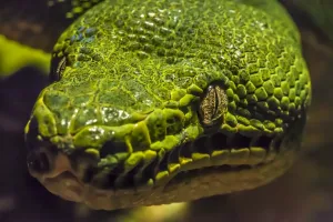 Australian Snakes Prints: Green tree python