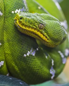 Australian Snakes Prints: Green tree python