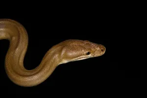Australian Snakes Prints: Olive python