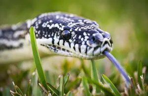 Framed Print : Print of a Diamond Python on Grass in Sydney Framed Print : Print of a Diamond Python on Grass in Sydney