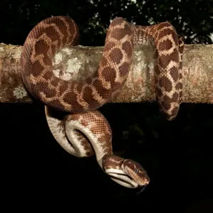 Australian Snakes Prints: Rough-scaled Python