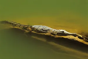 Australian freshwater crocodile (Crocodylus johnstoni) Australian freshwater crocodile (Crocodylus johnstoni)