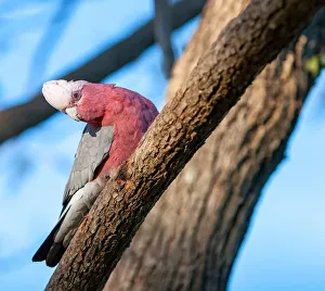 Australian galahs