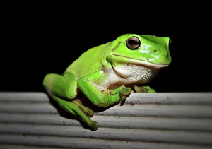 Australian green tree frog