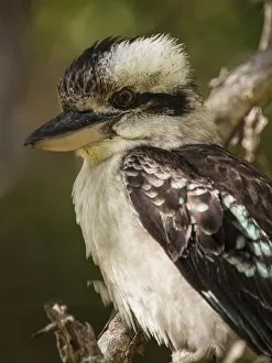 Australian Laughing Kookaburra (Dacelo novaeguineae)