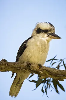 Australian Laughing Kookaburra (Dacelo novaeguineae)