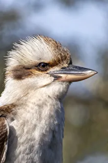 Australian Laughing Kookaburra close up portrait