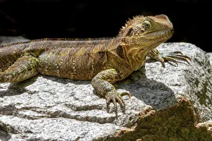 Photographers/marianne purdie photography/australian water dragon Photographers/marianne purdie photography/australian water dragon
