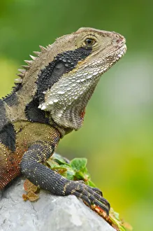 Australian Water Dragon (Physignathus lesueurii) , Australia Australian Water Dragon (Physignathus lesueurii) , Australia