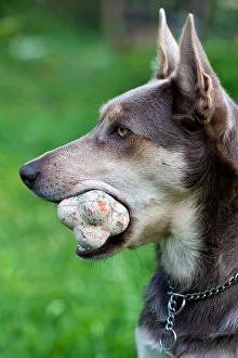 Australian Working Kelpie with a ball in its mouth Australian Working Kelpie with a ball in its mouth